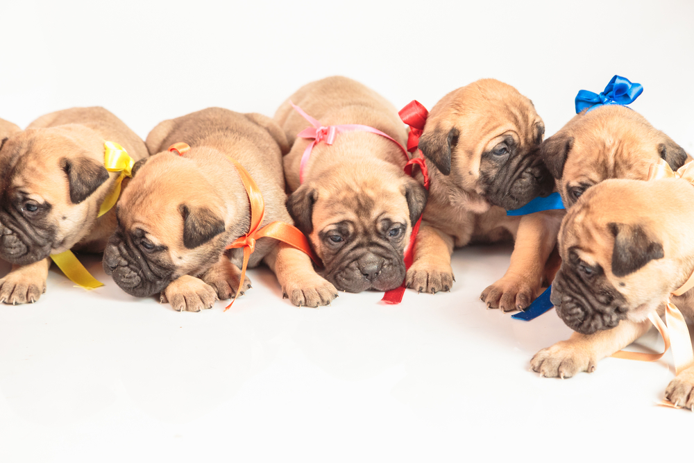 Bullmastiff puppy on  white background