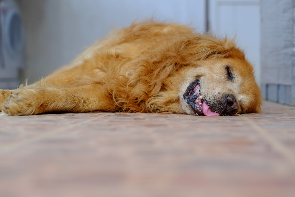 Golden Retriever Sleep