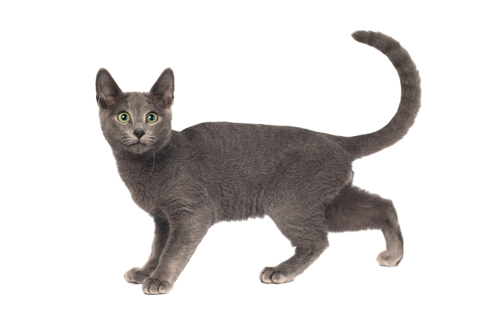 Russian blue purebred kitten six month isolated on white background