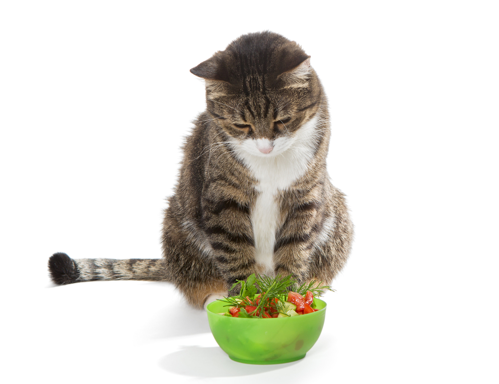 野菜を見つめる猫