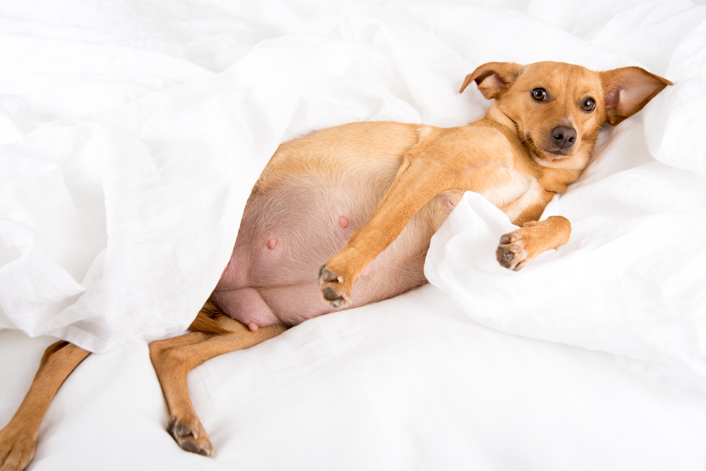 Very Pregnant Terrier Mix Dog Relaxing on White Sheets