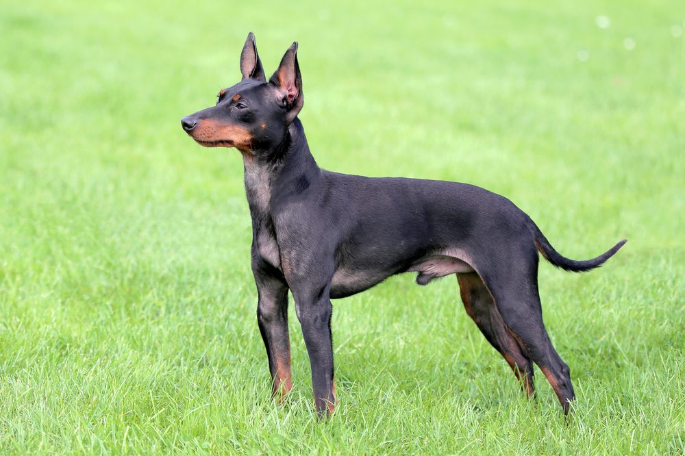 Typical English Toy Terrier  in the spring garden