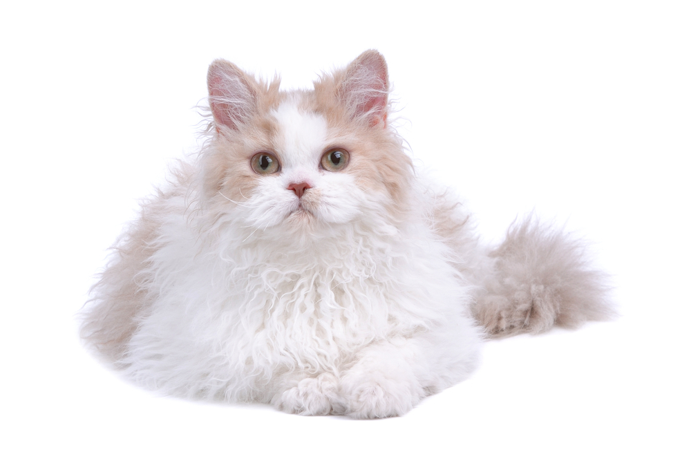 Selkirk Rex, highly curled hair isolated on white
