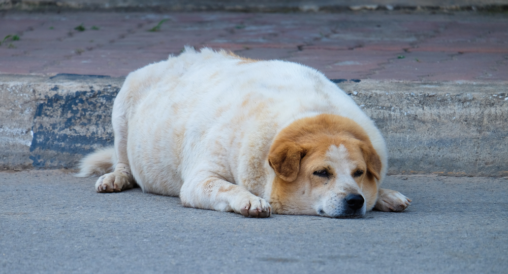 dog obesity（肥満）