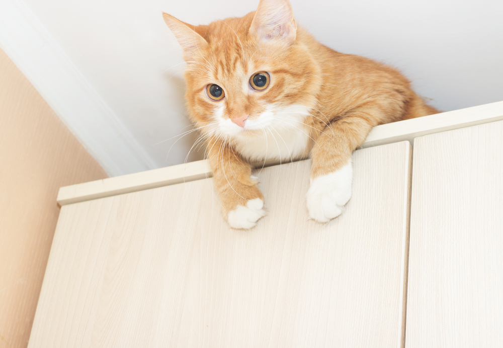 猫が棚の上のものを落とす！困った猫ちゃんのいたずらはどう対策すればいい？