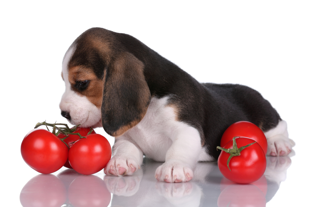 【獣医師監修】犬にトマトはOK！食べてもいい量と与えるときの注意点！【2023年版】