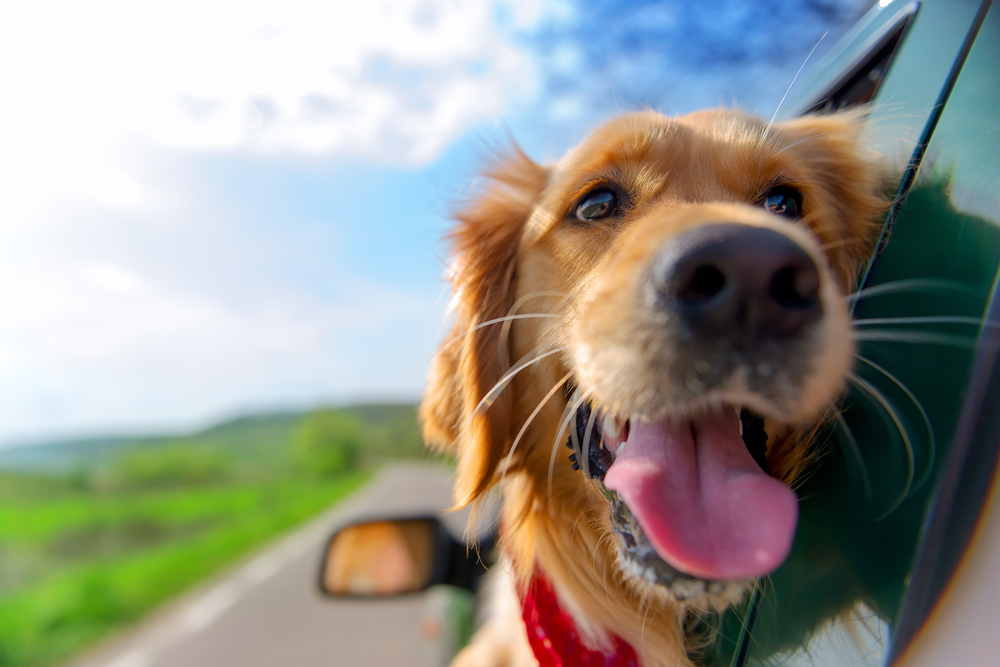 犬が車の窓から顔を出すのはどうして？事故防止対策と一緒にわかりやすく解説！