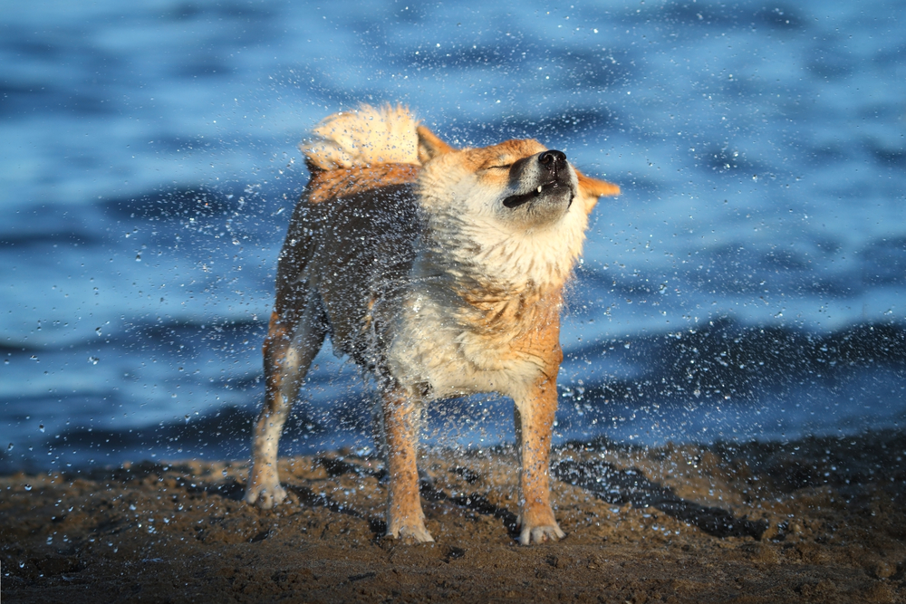 柴犬は泳ぐのが苦手ってほんとう？柴犬の水嫌いを克服するコツとは？