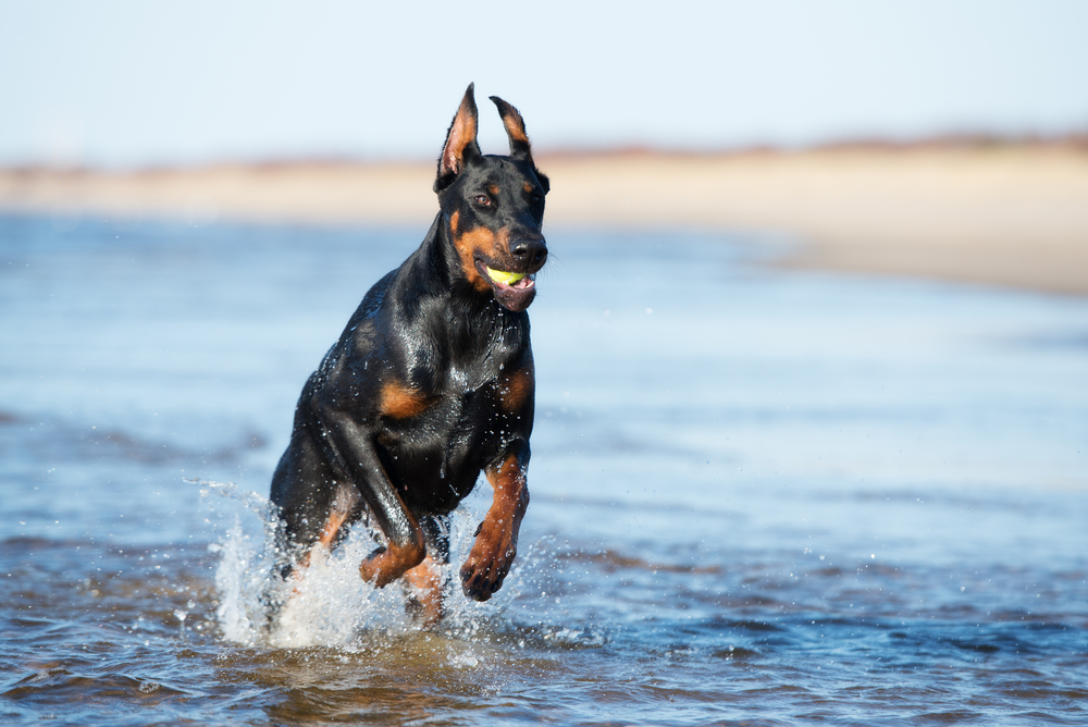black doberman dog running on the beach