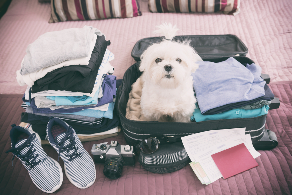 飼い主のスーツケースの中に入る犬