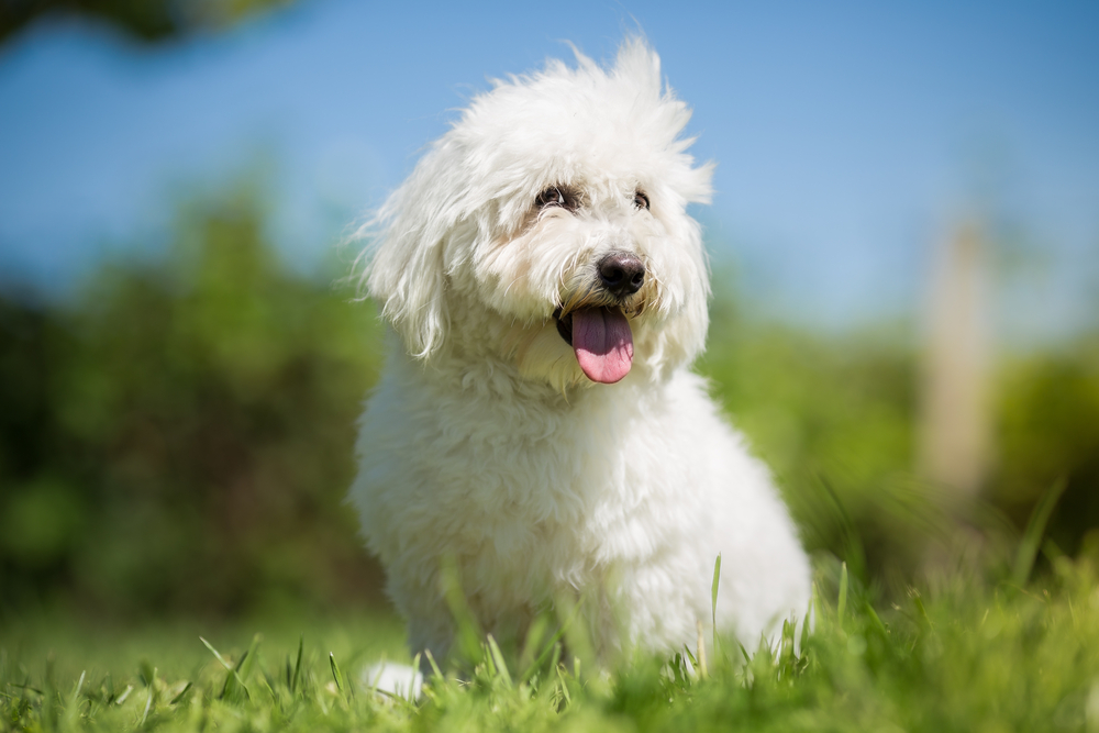 Small white long haired dog portrait - Coton de Tulear