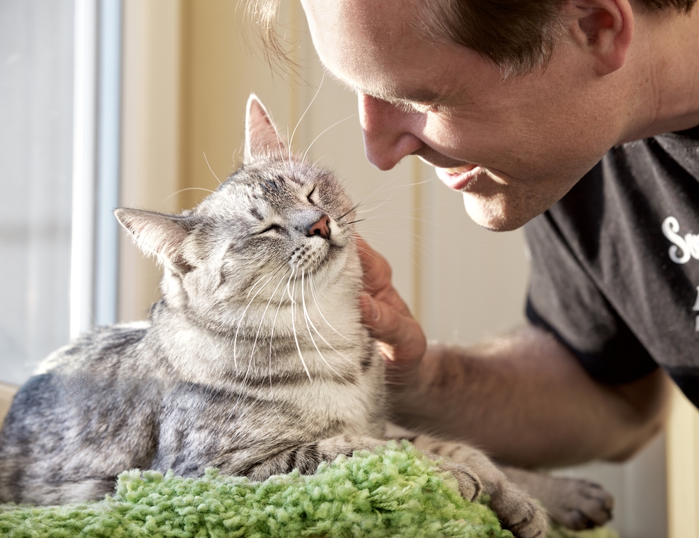 Cat and man, portrait of happy cat with close eyes and young man, people playing with the kitten. Handsome Young Animal-Lover Man, Hugging and Cuddling his Gray Domestic Cat Pet