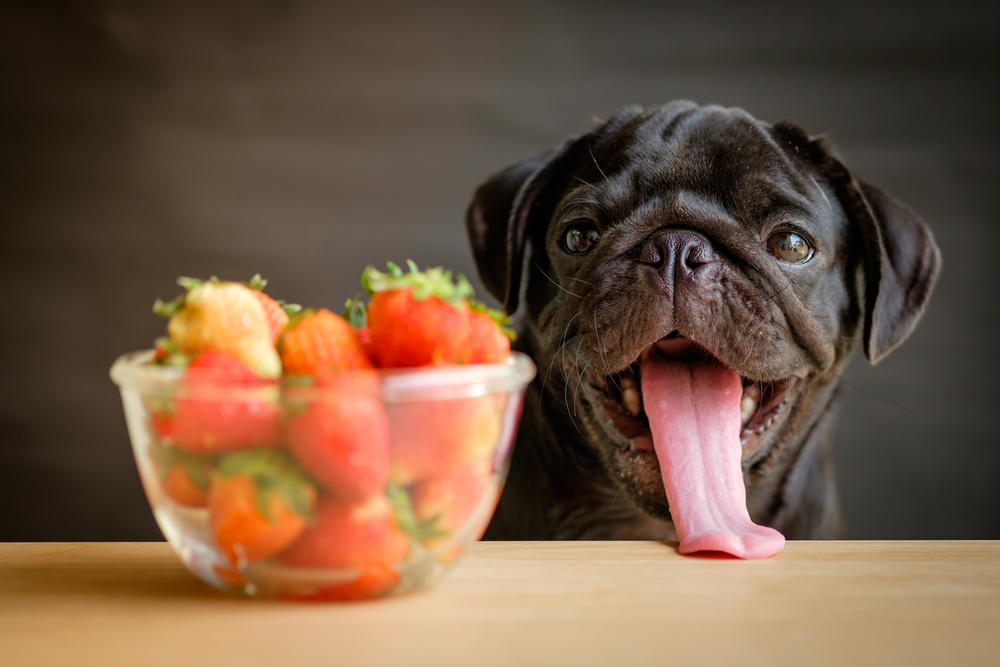 【獣医師監修】犬にいちごはOK！食べてもいい量と与えるときの注意点！【2023年版】
