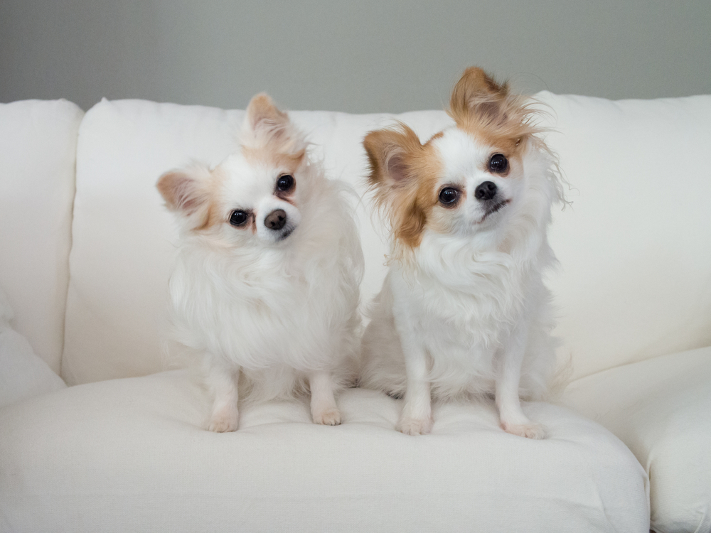 Curious puppies tilting their heads sitting on white sofa