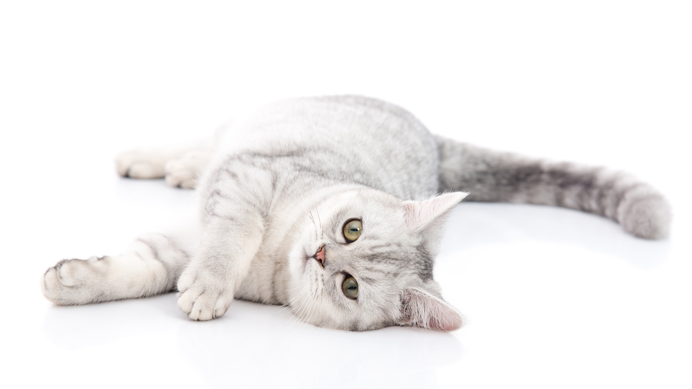症状で分かる猫のストレス解消が必要な４つの行動。あなたの猫は大丈夫？