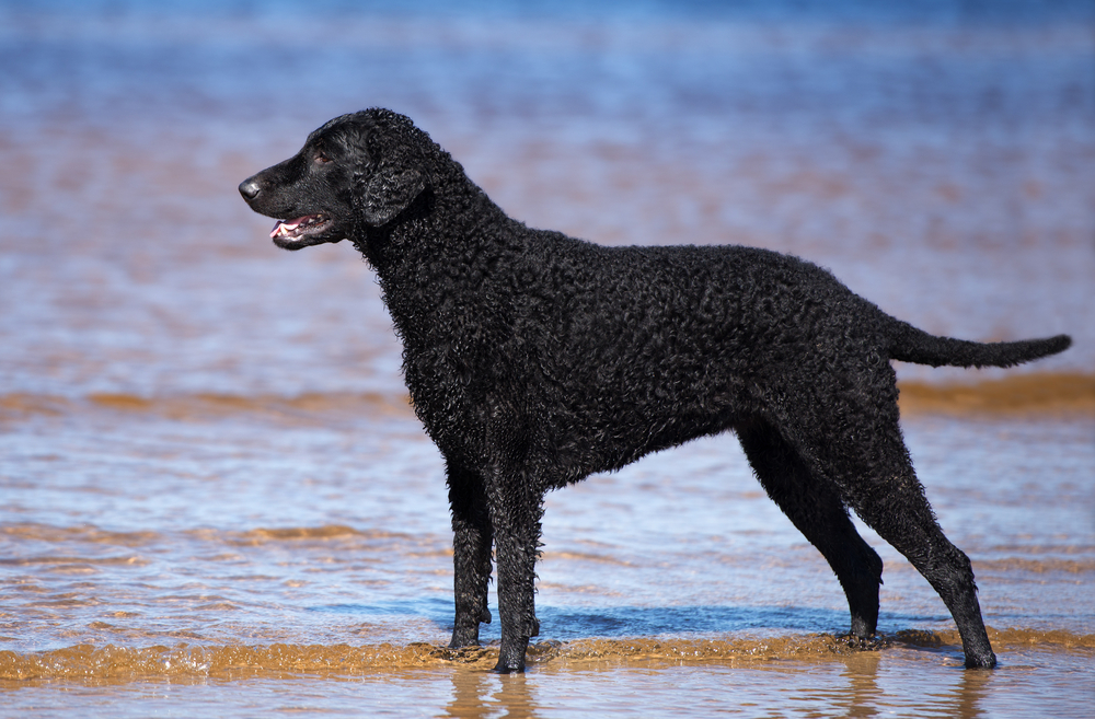 black curly coated retriever dog on the beach