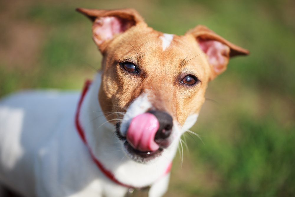 Portrait of little Jack Russell puppy licking his nose with pink tongue in green park outdoors.Cute small domestic dog,good friend for family.Friendly,playful canine breed doggy.Adorable funny doggy