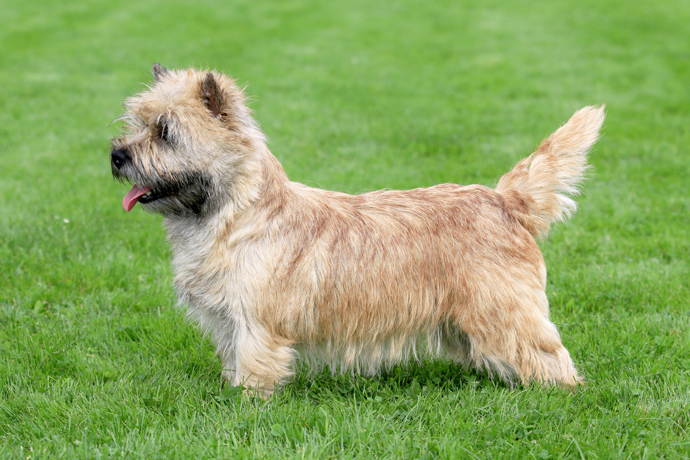 Typical  Norwich Terrier    in the spring garden