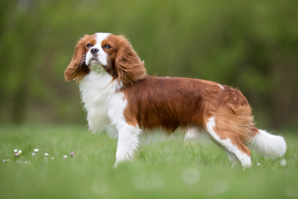 A purebred Cavalier King Charles Spaniel dog without leash outdoors in the nature on a sunny day.