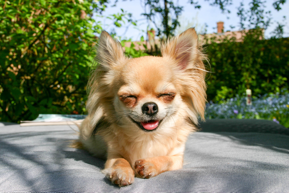 Smiling chihuahua sitting outside in the sunshine
