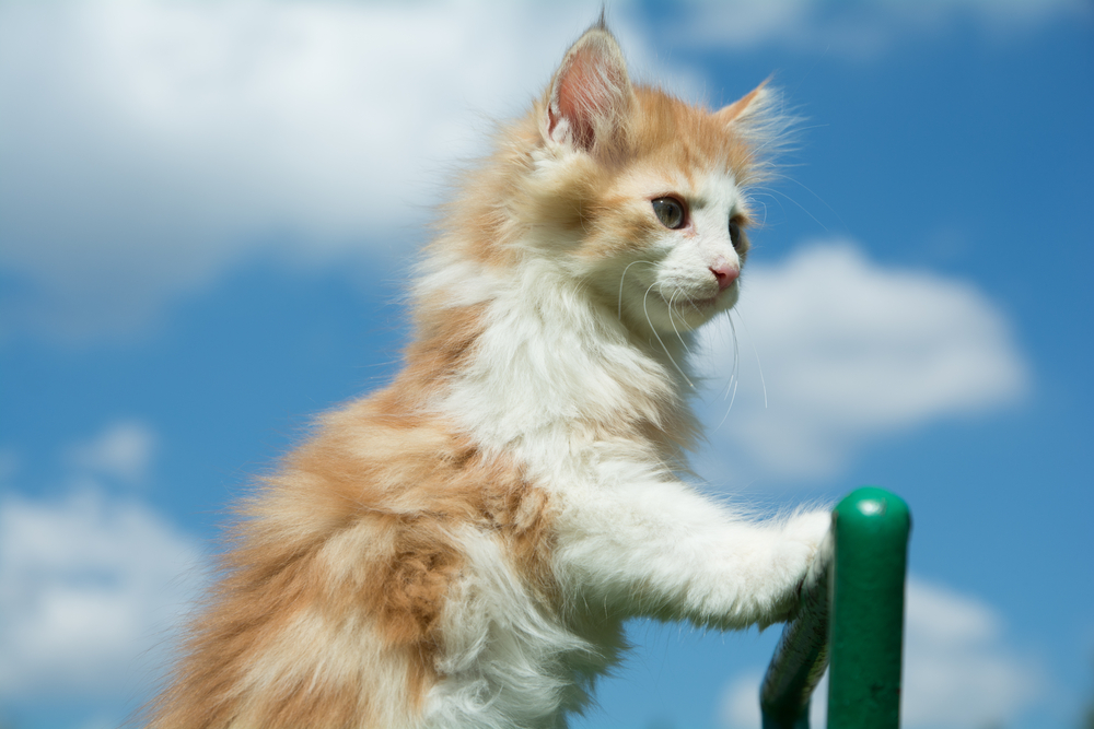 Norwegian Forest cat