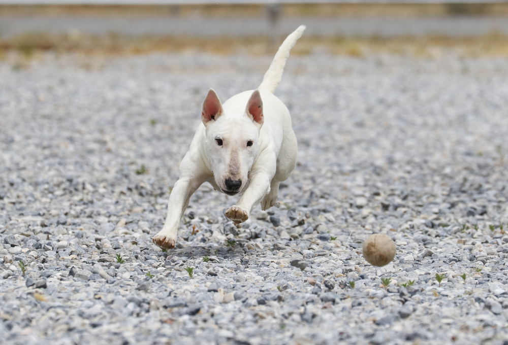Mini bull terrier chasing a ball in the rocks