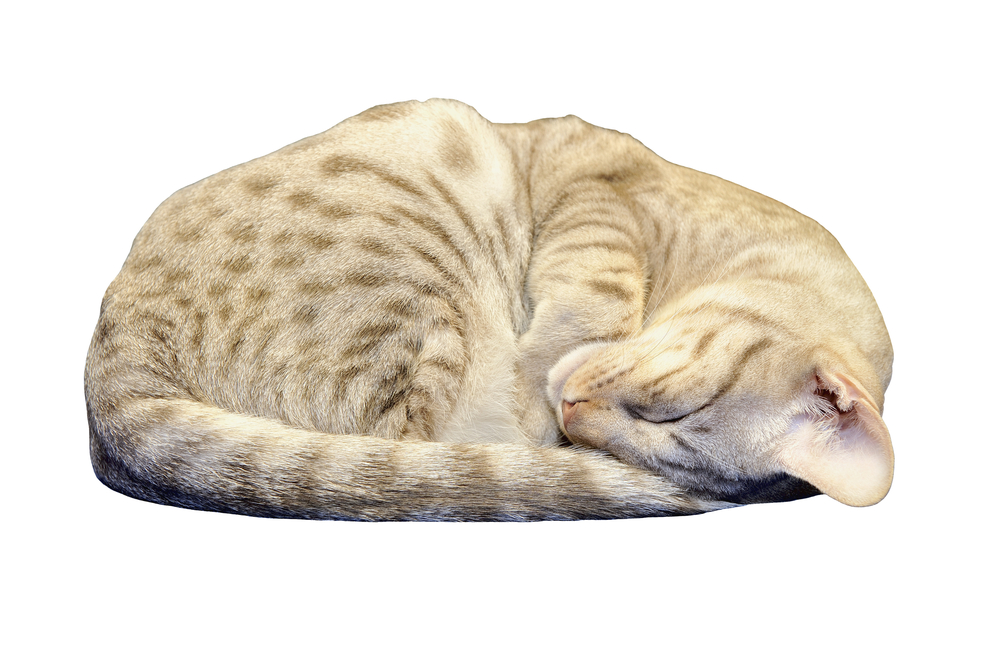 Exotic spotted Ocicat kitten sleeping, with clipping path. Isolated.