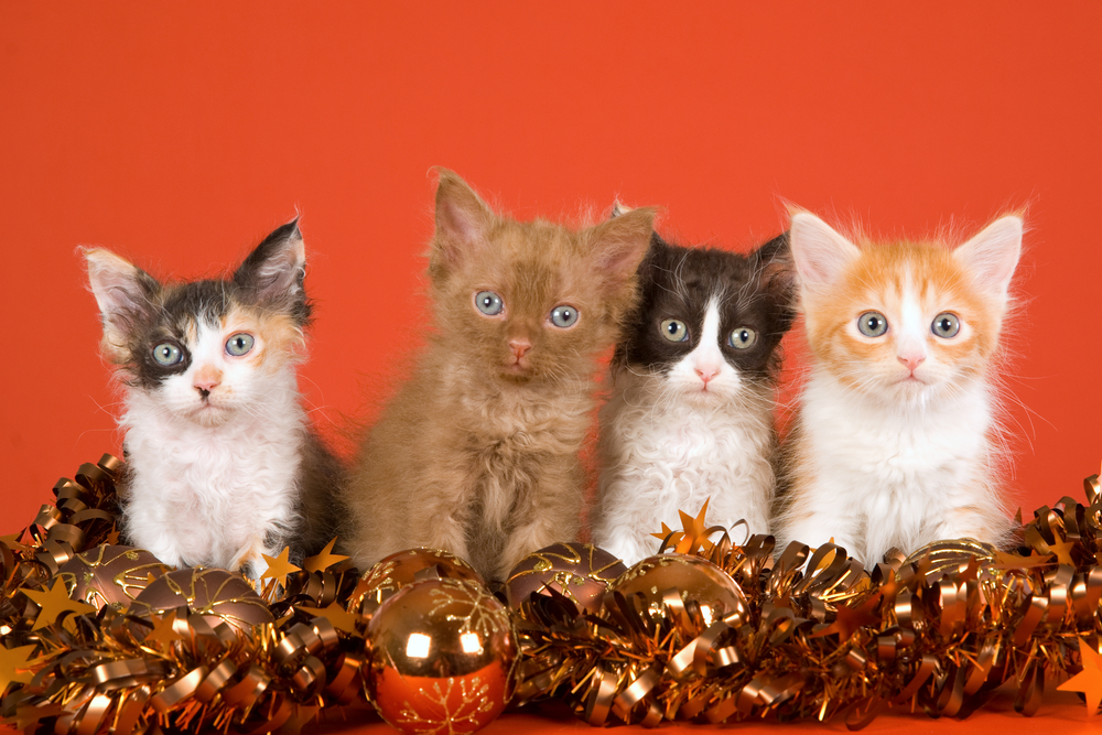 4 LaPerm kittens on orange background with Christmas decorations