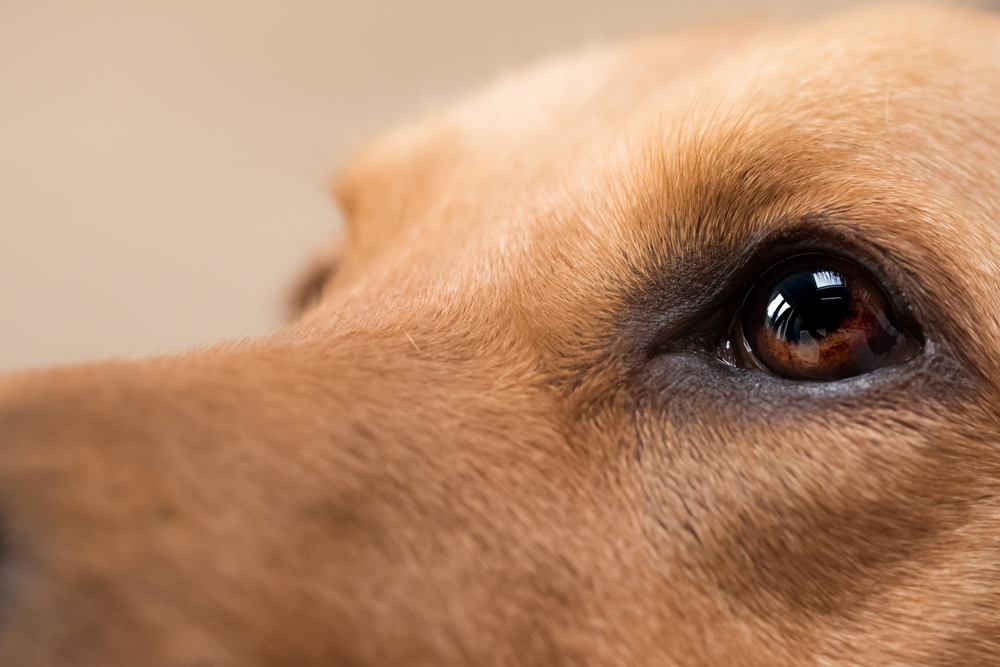 犬の目はどんな見え方をしているの？犬の視覚と視野について詳しく知ろう！