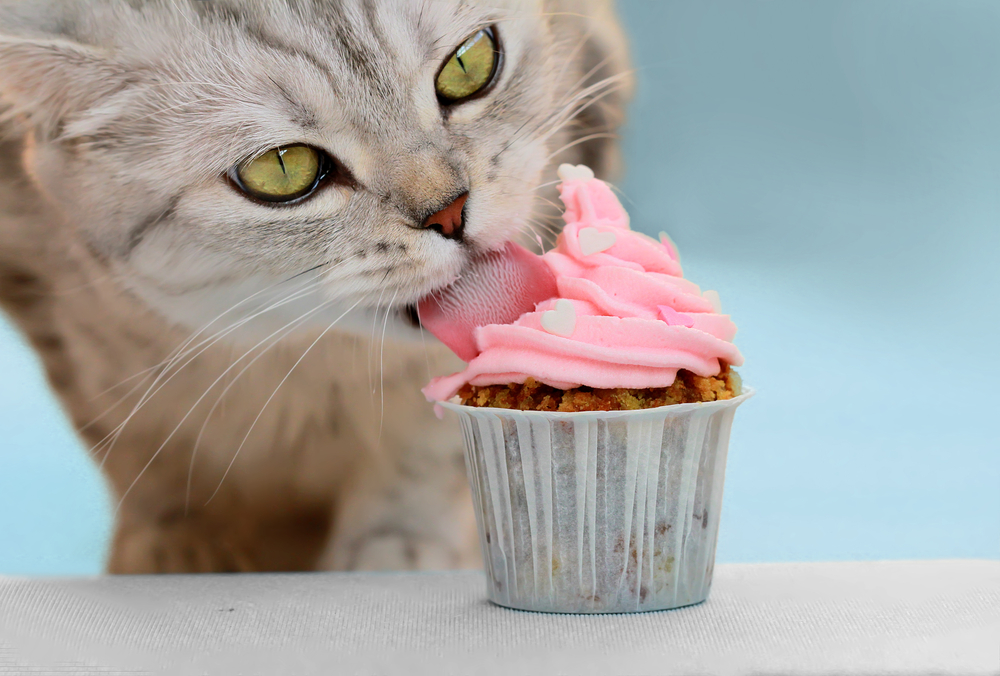 カップケーキを食べようとしている猫