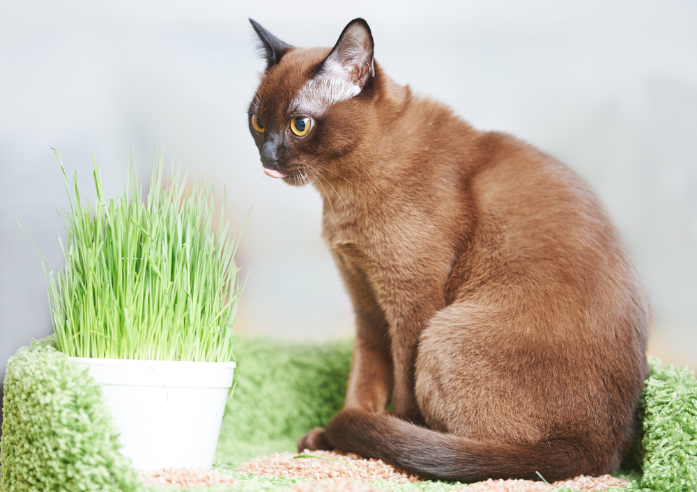 american burmese cat with green pet grass