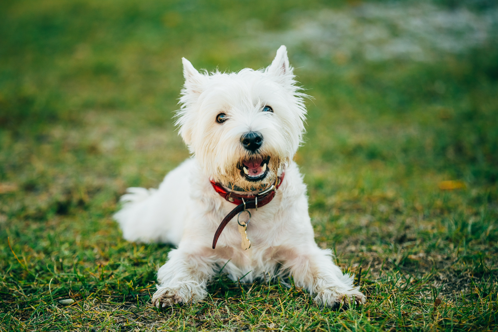Sweet West Highland White Terrier - Westie, Westy Dog Play in Grass