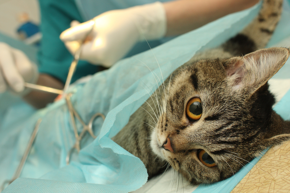 猫の去勢は絶対に必要？去勢手術のメリットデメリットやかかる費用を説明します！