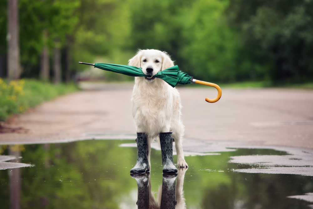 【ドッグトレーナー監修】雨の日って犬の散歩は必要？散歩に行く時の注意点も解説！