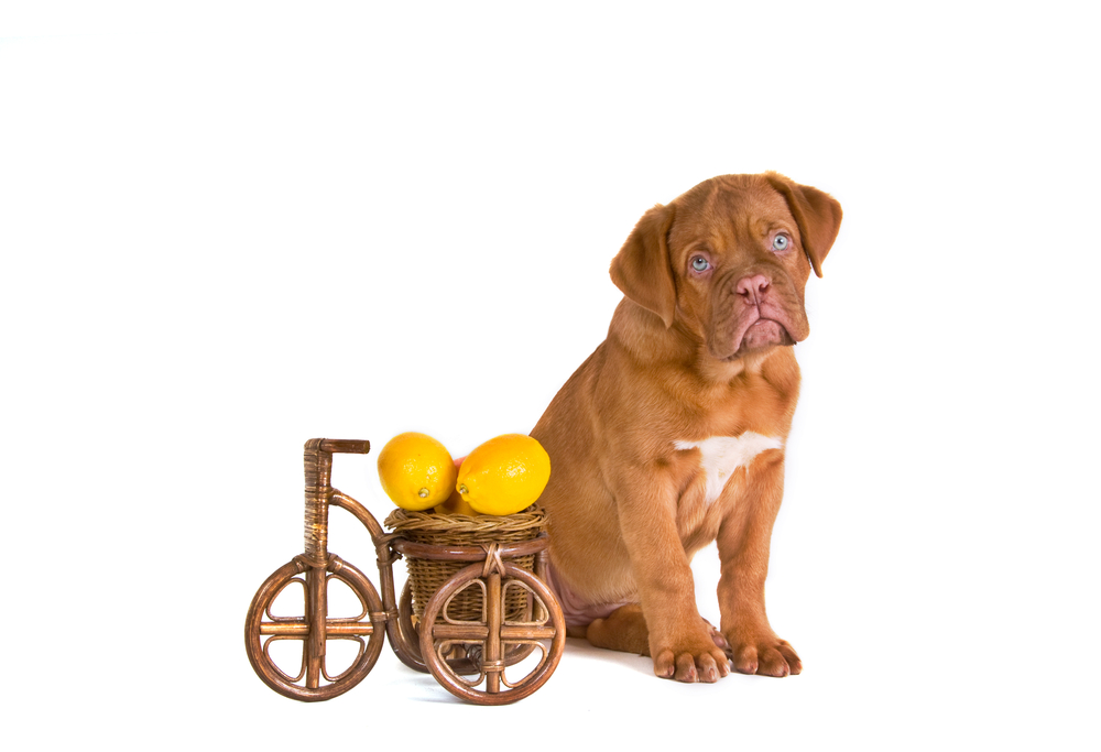 犬にレモンを食べさせても大丈夫？レモンに含まれる成分と与える時の注意点を解説していきます！