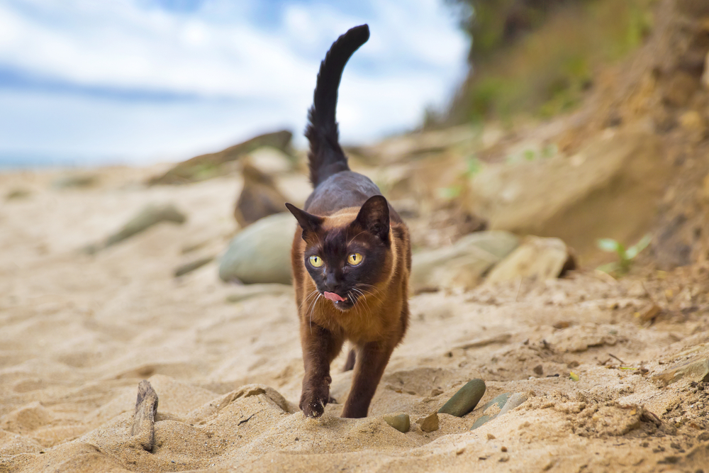 Burmese cat on the beach 