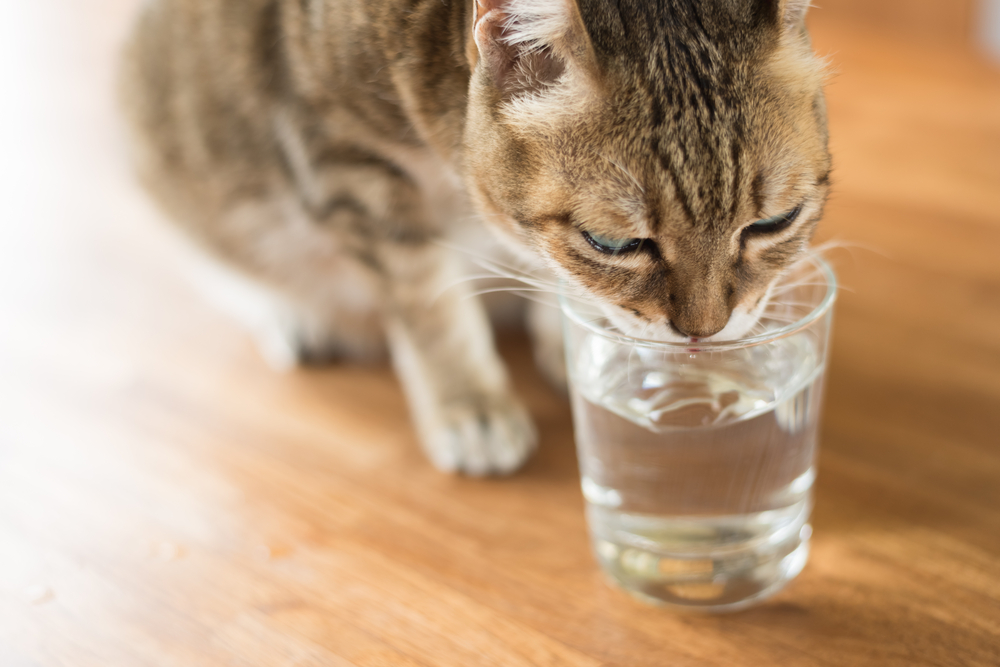猫はコップから水を飲める？コップから飲みたがる理由と注意点を解説