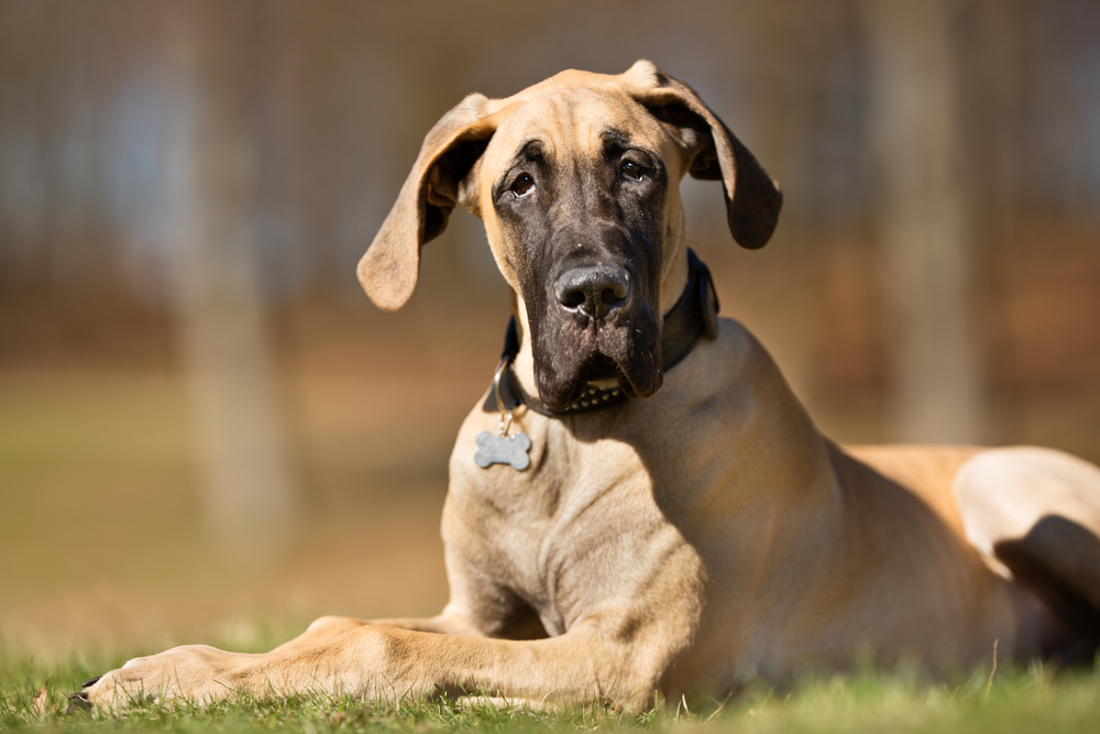 世界１大きい犬グレート・デーンの性格や飼い方、寿命について。価格についても解説。
