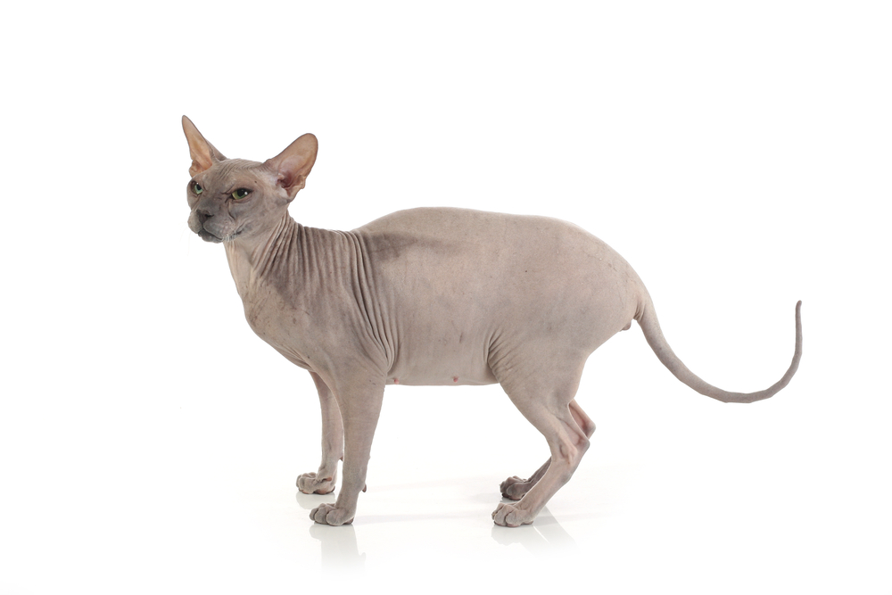 Egyptian Donskoy bald cat isolated on white background