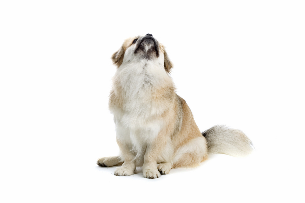 Tibetan Spaniel sitting down and looking up
