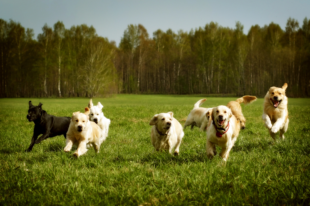 A large group of dogs Golden retrievers running in the summer through the green valley