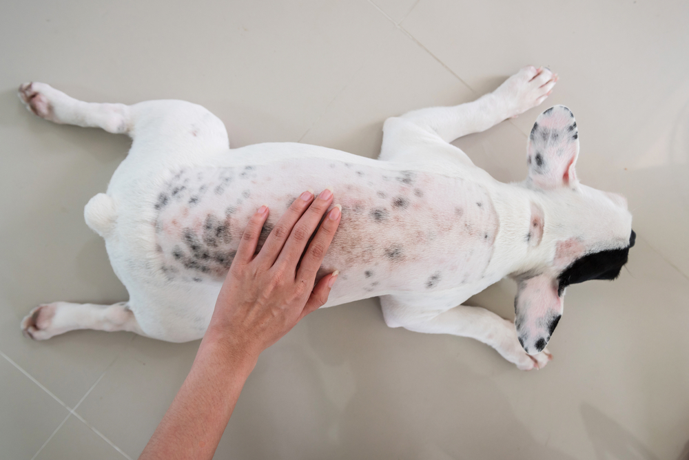 dermatitis on dog skin