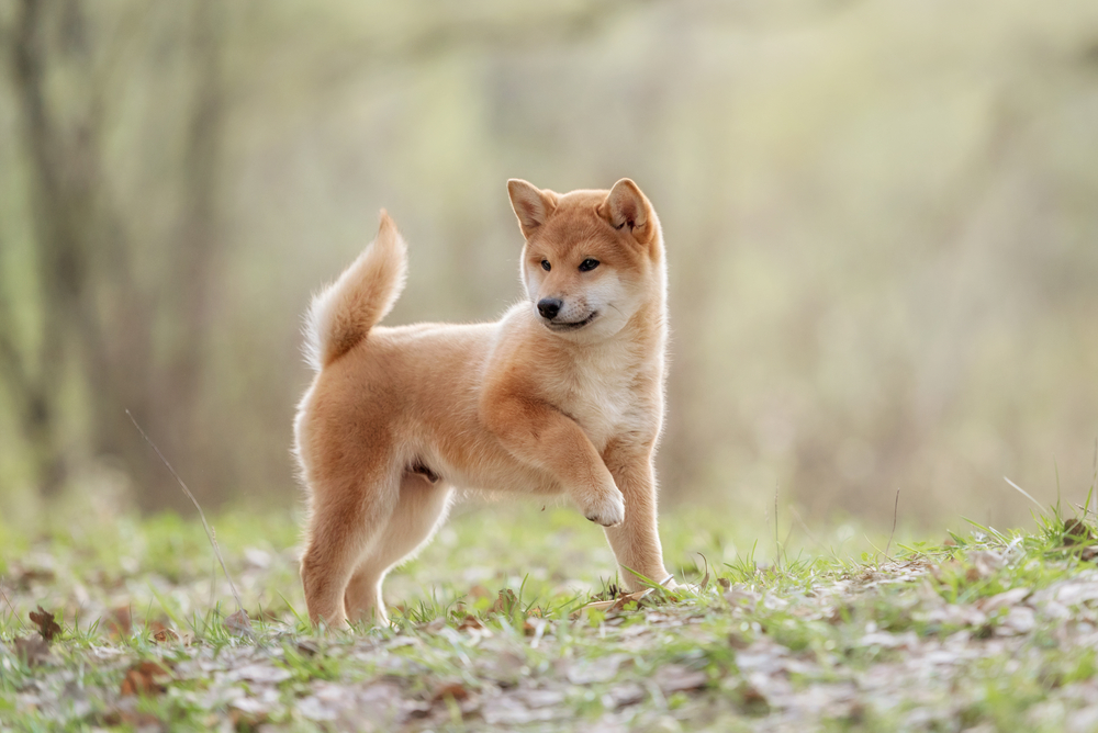 Beautiful Young Red Shiba Inu Puppy Dog Outdoor