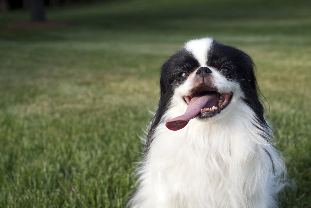 Informal portrait of a Japanese Chin with his tongue out.