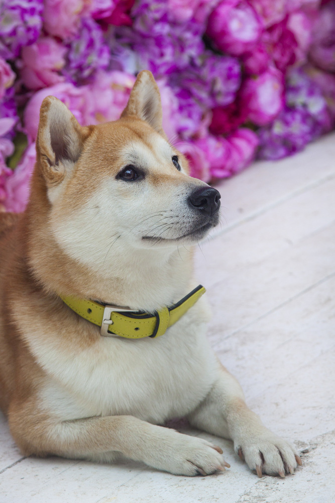 akitainu on the background of roses