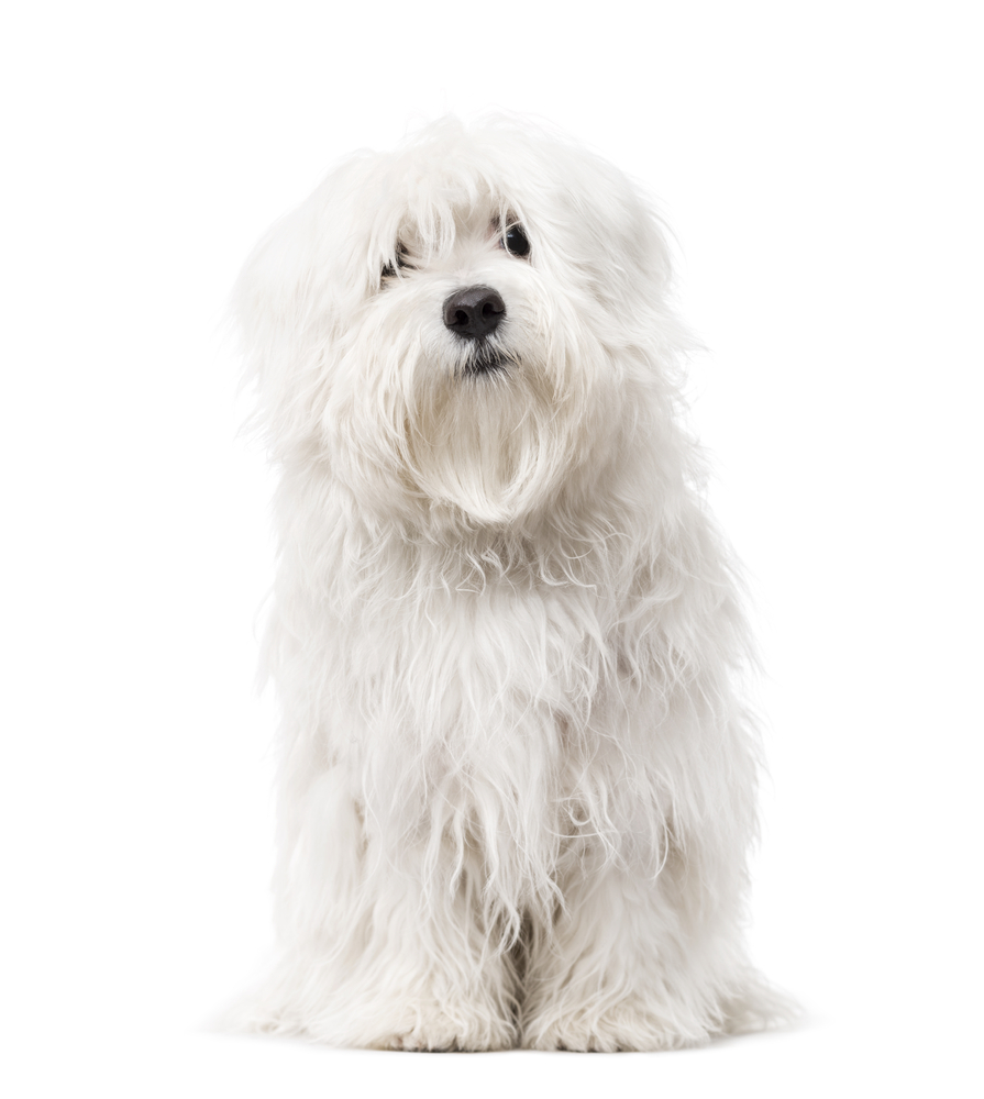 Maltese puppy looking at the camera and sitting, isolated on white