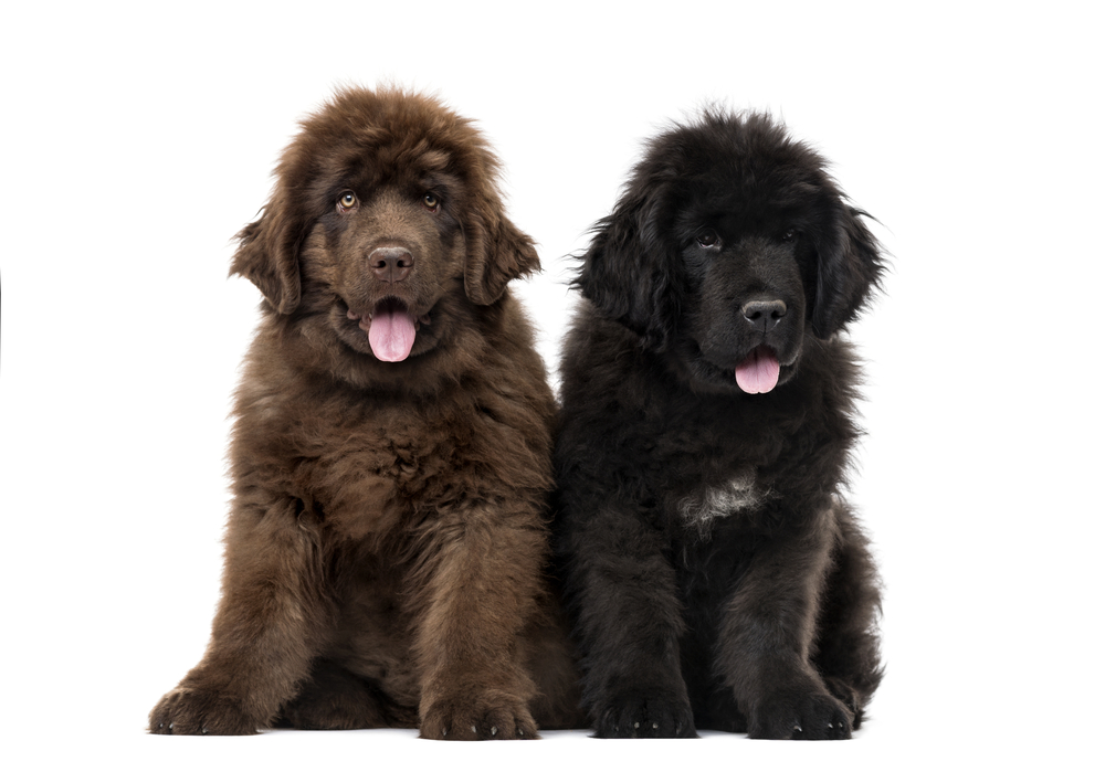 Couple of Newfoundland puppy looking at the camera and sitting, isolated on white