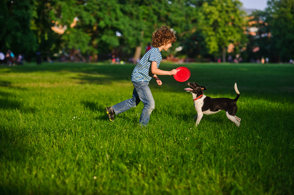 Blonde boy playing with his black and white dog on the lawn in the park. Boy is holding a frisbee. His pet attentively looks at the owner. The doggy has raised a tail up. She likes game.