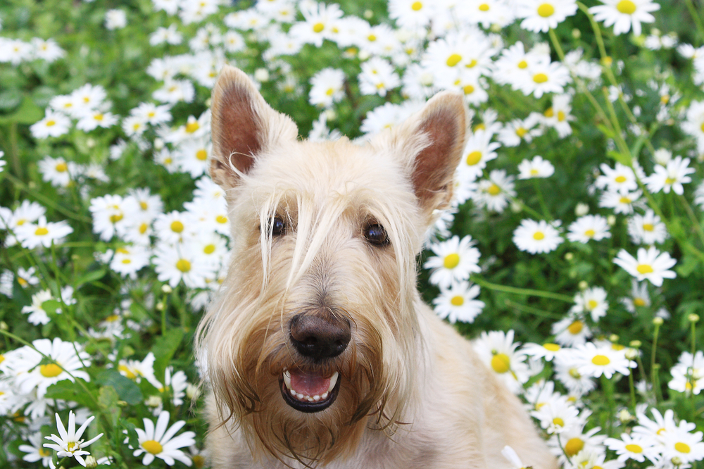 Smiling Wheaten Scottish Terrier portrait in chamomile flowers in Summer
