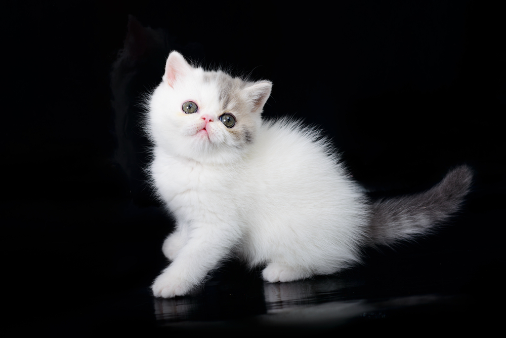 Exotic Shorthair white kittens on black background.